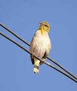 Village Weaver