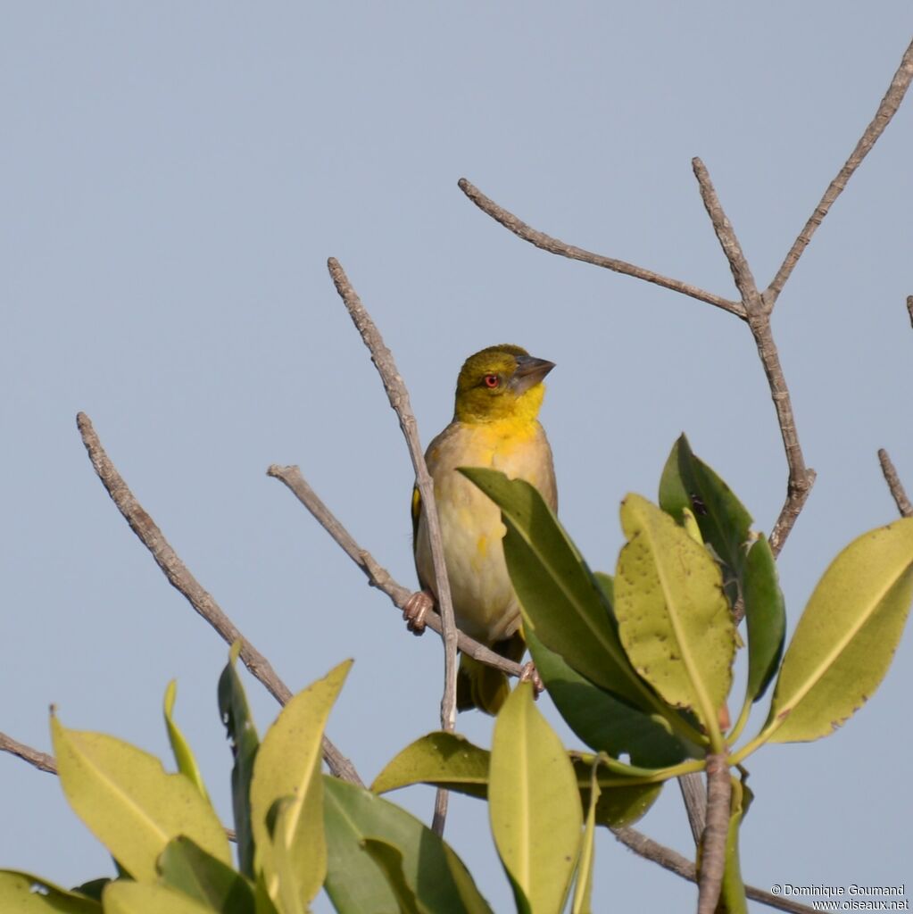 Village Weaver female