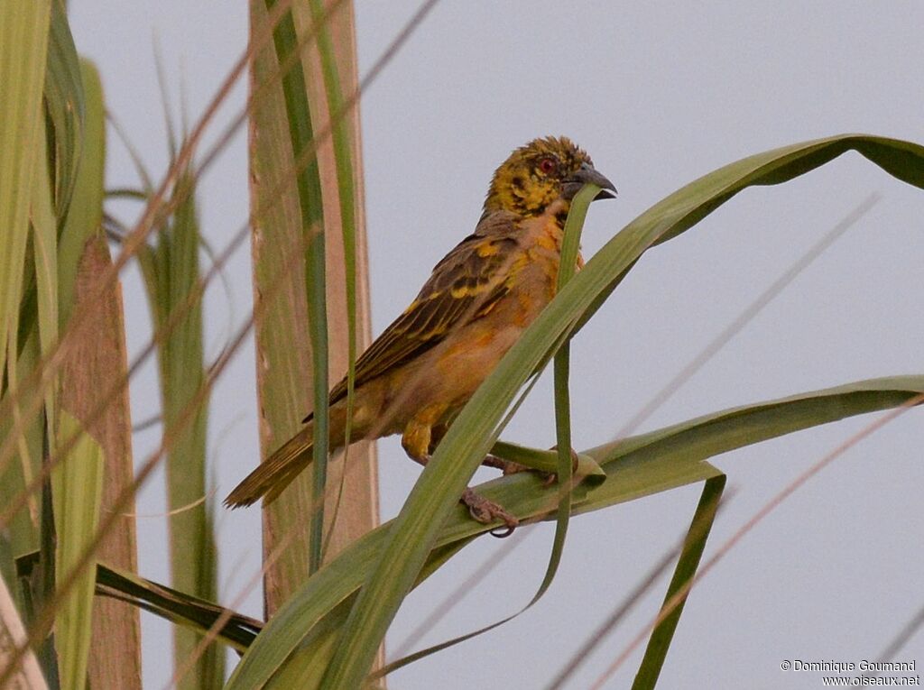 Village Weaver female adult transition