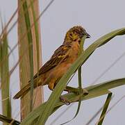 Village Weaver