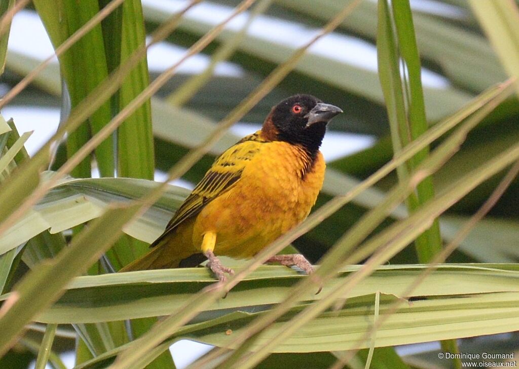 Village Weaver male adult breeding