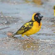 Village Weaver