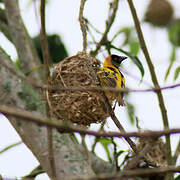 Village Weaver