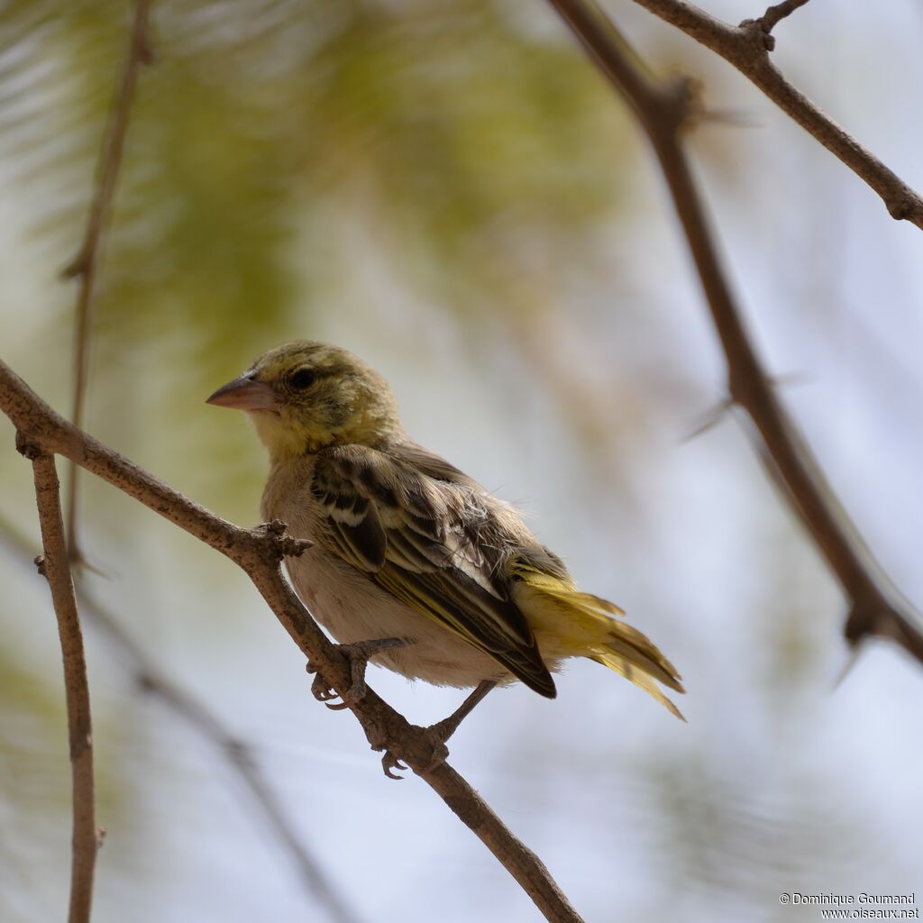 Vitelline Masked Weaver female