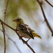 Vitelline Masked Weaver