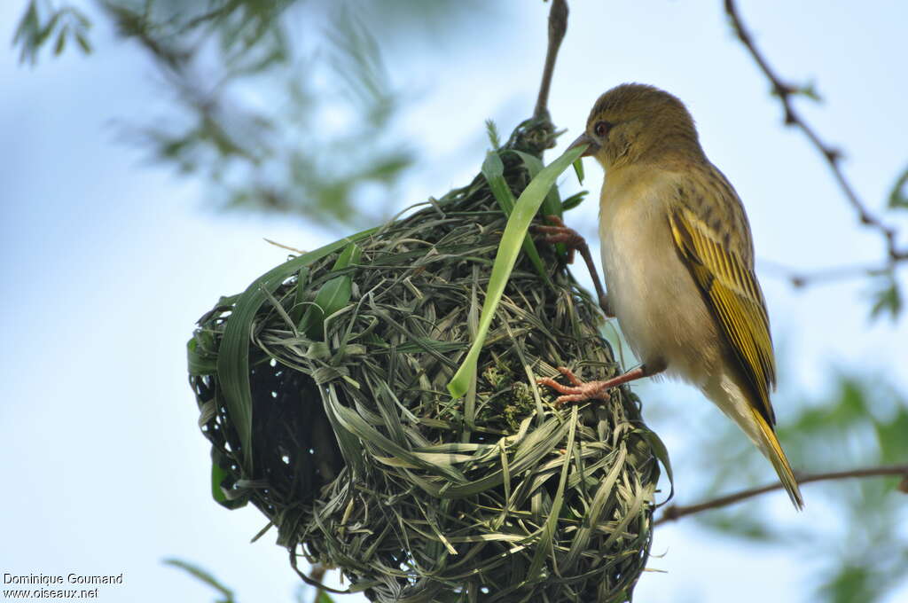 Vitelline Masked Weaver female adult, pigmentation, Reproduction-nesting