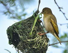 Vitelline Masked Weaver