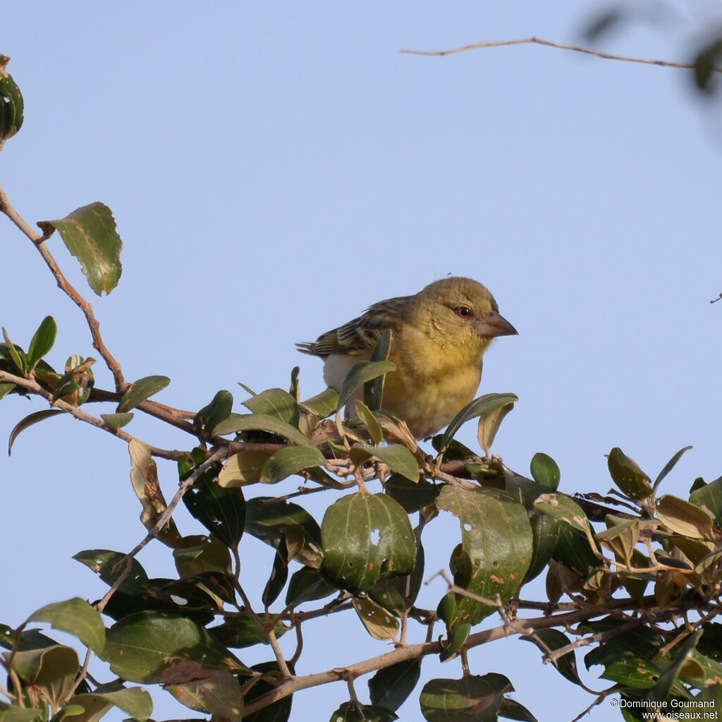 Vitelline Masked Weaver female