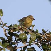 Vitelline Masked Weaver