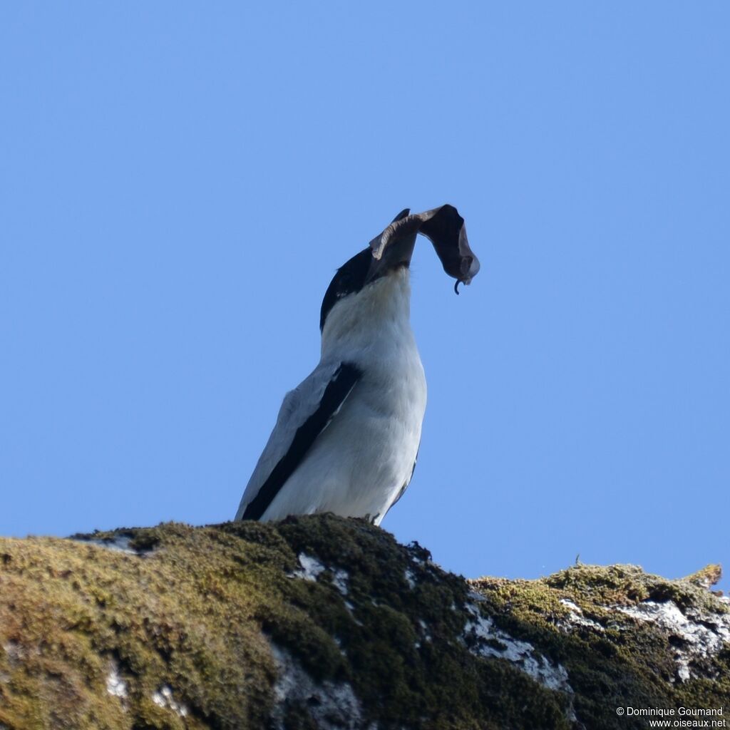 Black-crowned Tityra male adult