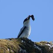 Black-crowned Tityra