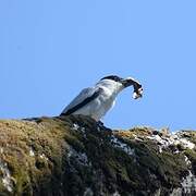 Black-crowned Tityra