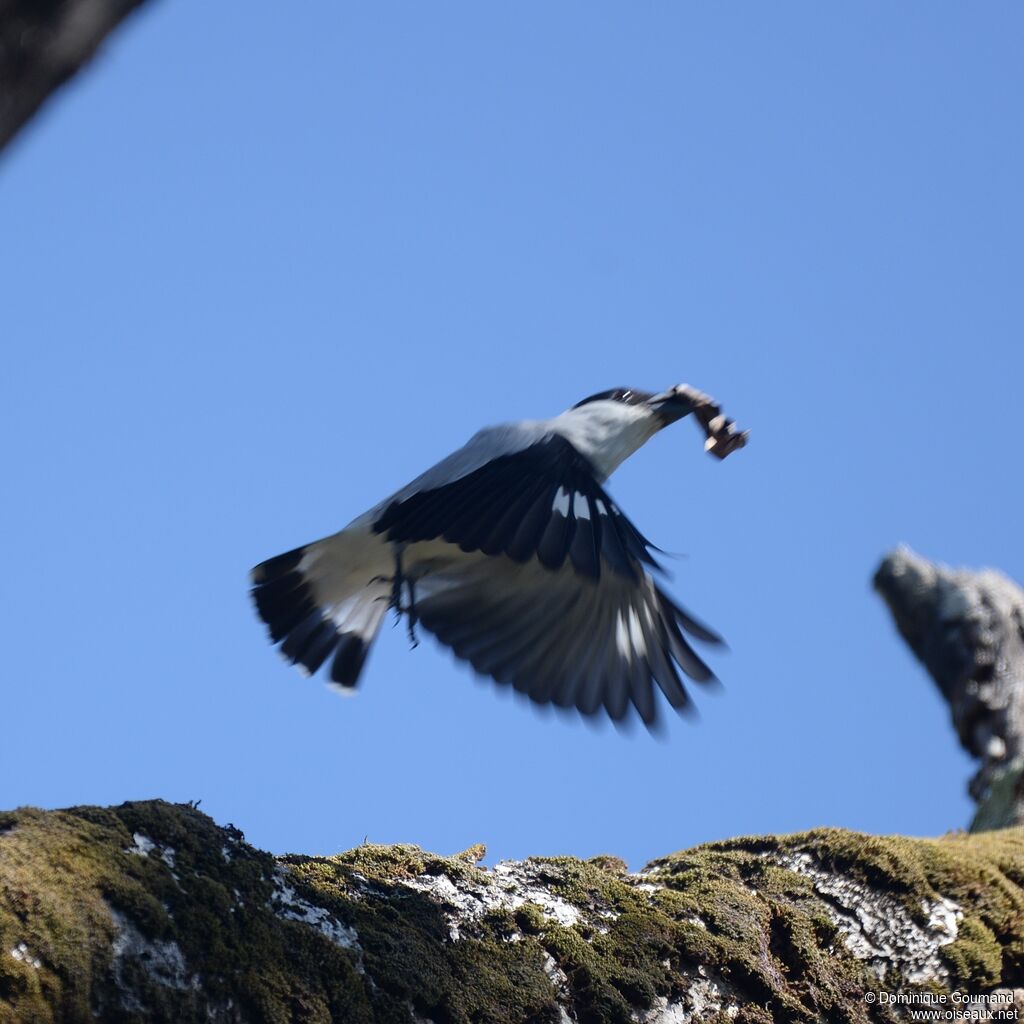 Black-crowned Tityra male adult