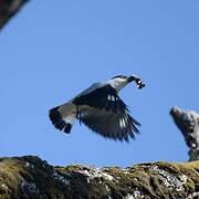 Black-crowned Tityra