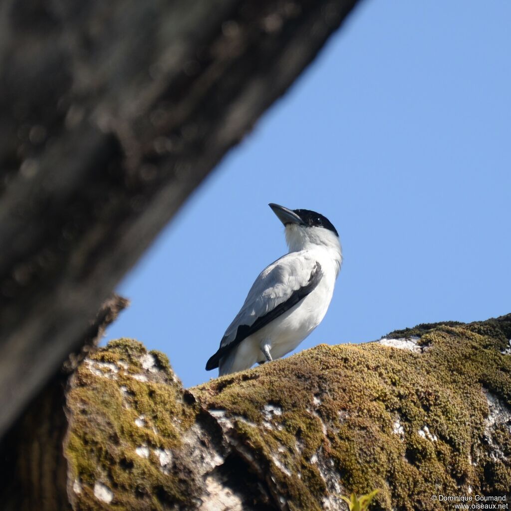 Black-crowned Tityra male adult