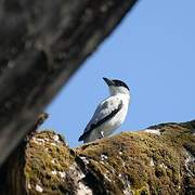 Black-crowned Tityra