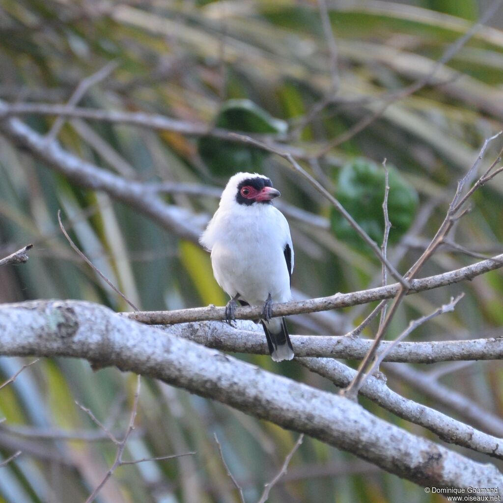 Masked Tityra male adult