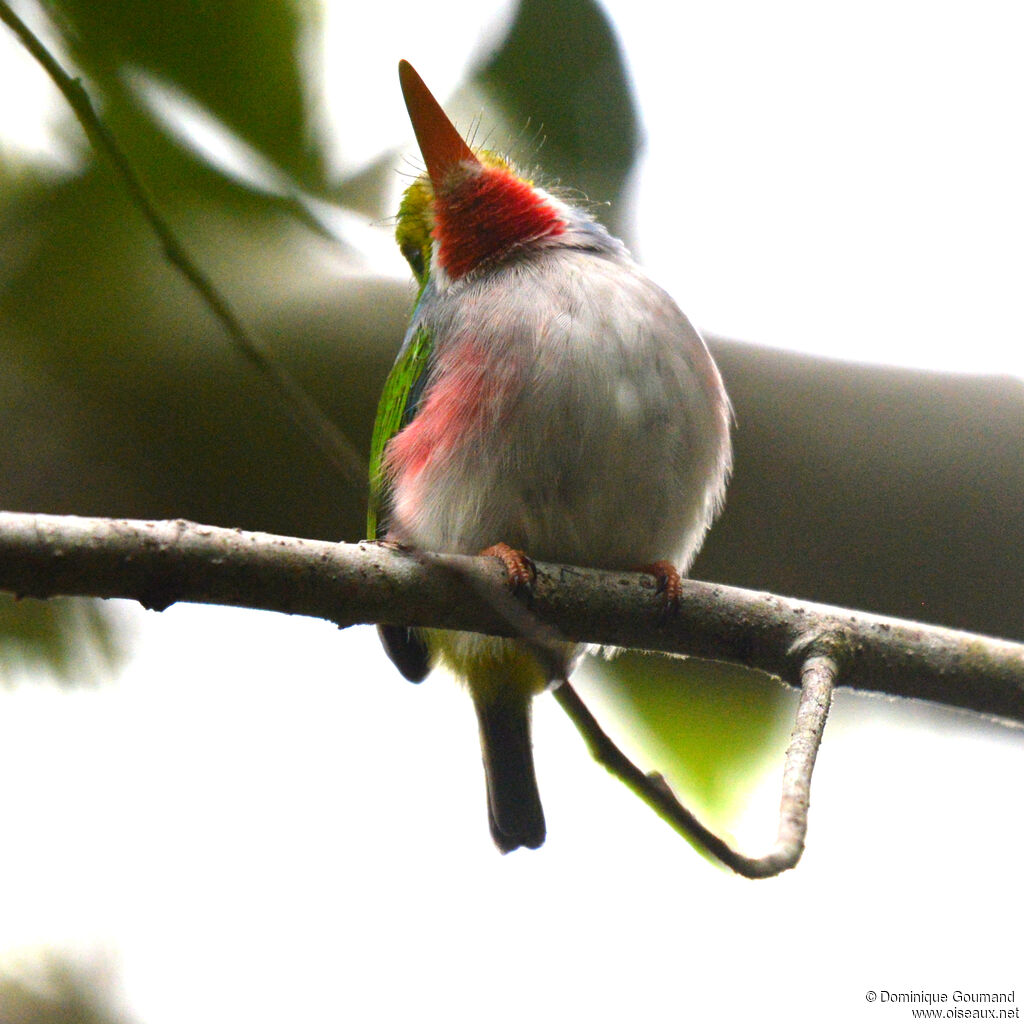 Todier de Cubaadulte, identification