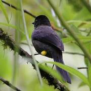 Yellow-thighed Brushfinch