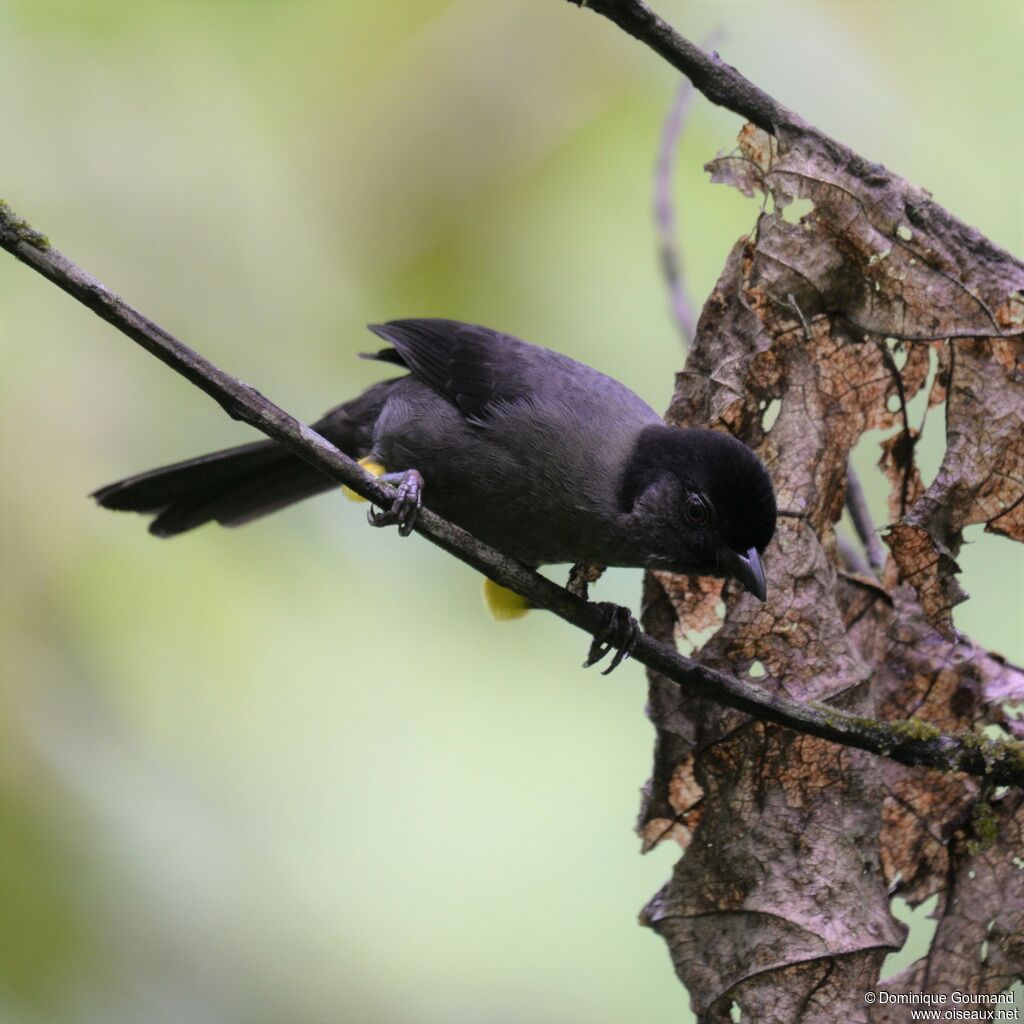 Yellow-thighed Brushfinch male adult