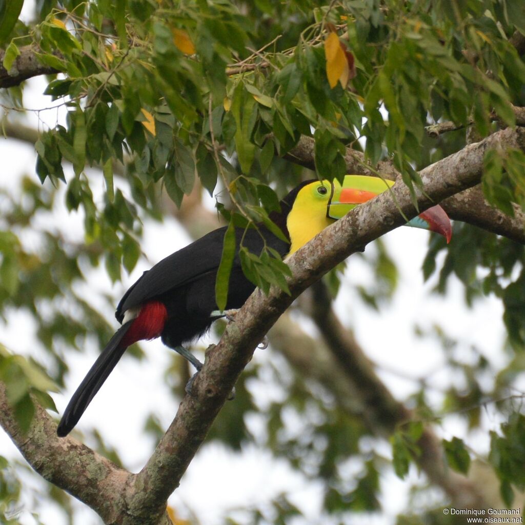 Toucan à carèneadulte