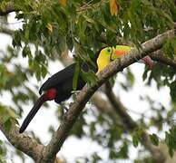 Toucan à carène