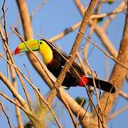 Keel-billed Toucan