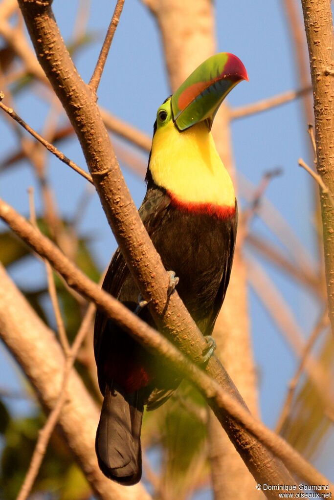 Toucan à carèneadulte