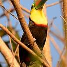 Toucan à carène