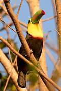 Keel-billed Toucan