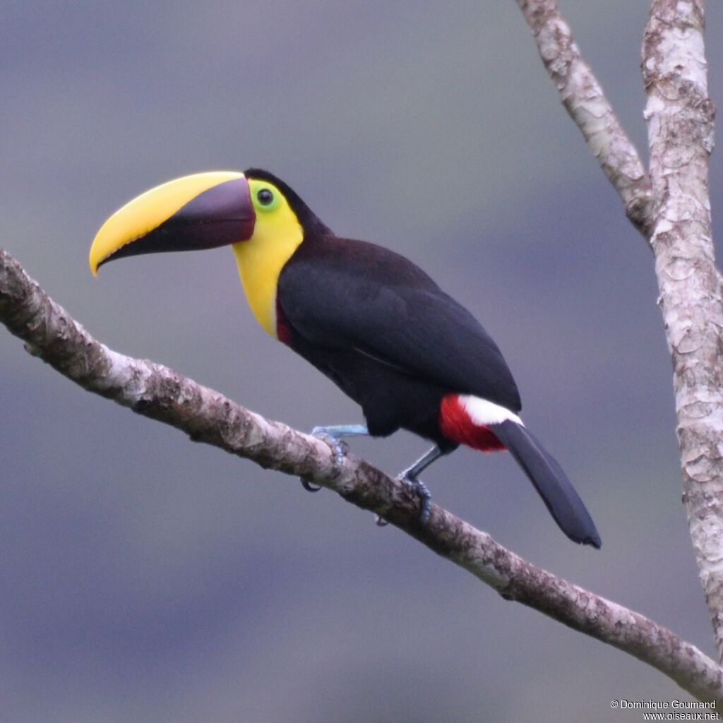 Yellow-throated Toucanadult