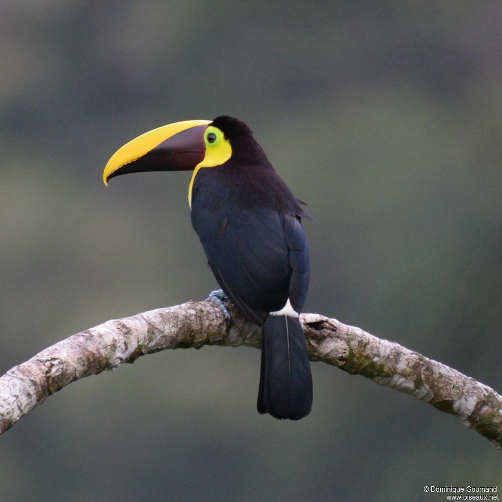 Yellow-throated Toucanadult