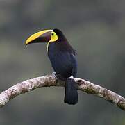 Yellow-throated Toucan