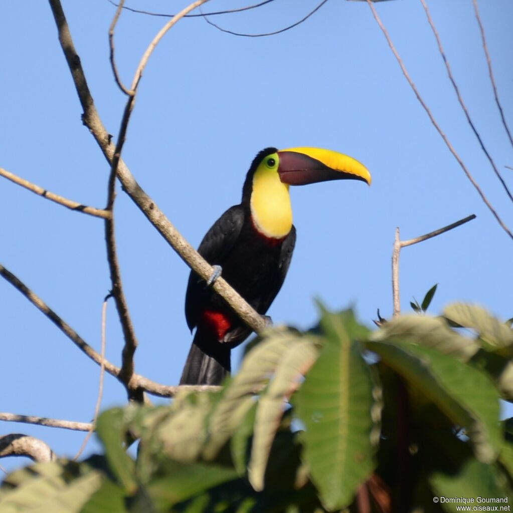 Yellow-throated Toucanadult