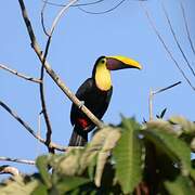 Yellow-throated Toucan