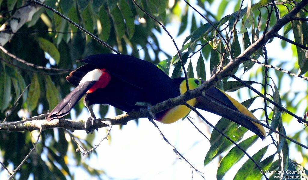 Yellow-throated Toucanadult