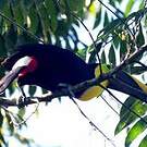 Toucan tocard