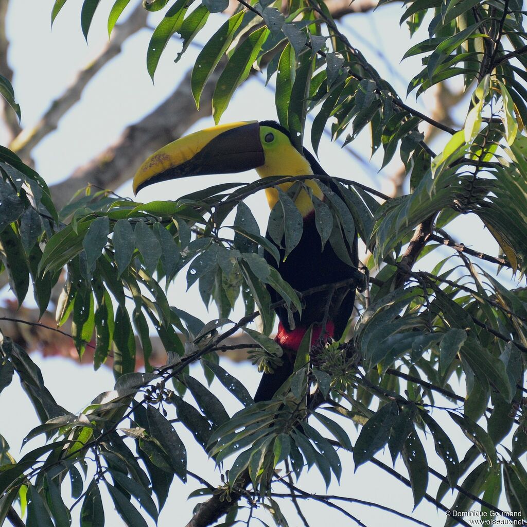 Yellow-throated Toucanadult