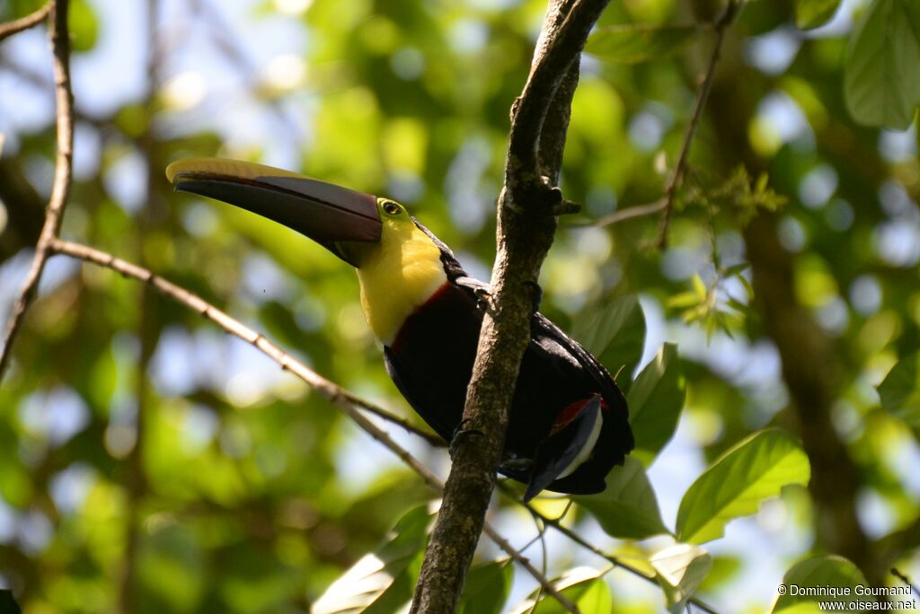 Yellow-throated Toucanadult