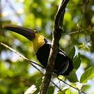 Toucan tocard