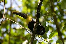 Yellow-throated Toucan