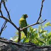 Orange-chinned Parakeet