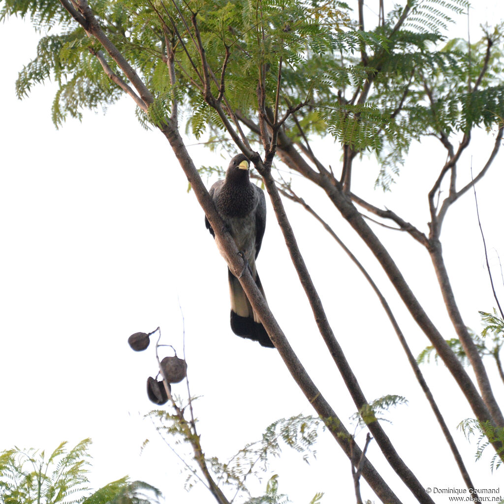 Eastern Plantain-eateradult, identification