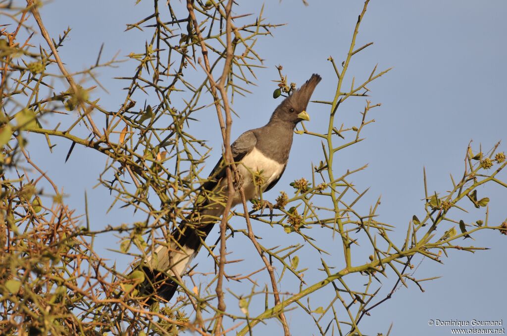 White-bellied Go-away-bird female