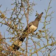 White-bellied Go-away-bird