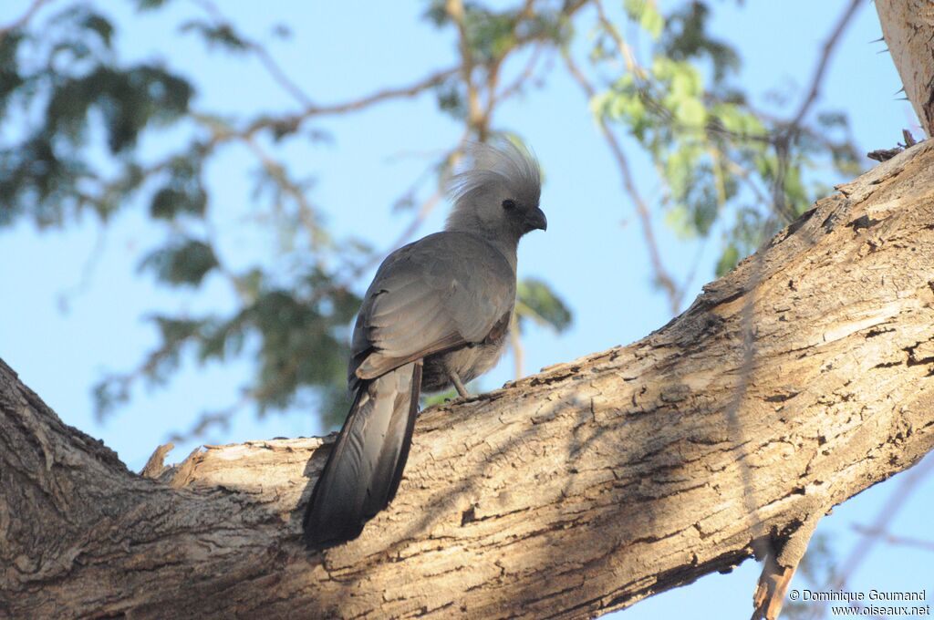 Grey Go-away-bird