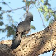 Grey Go-away-bird