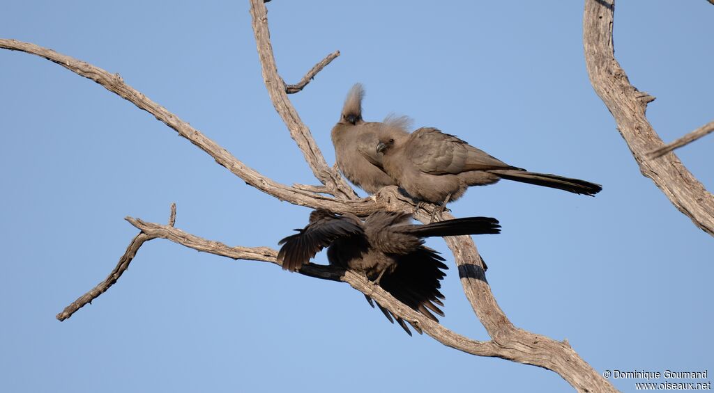 Grey Go-away-bird