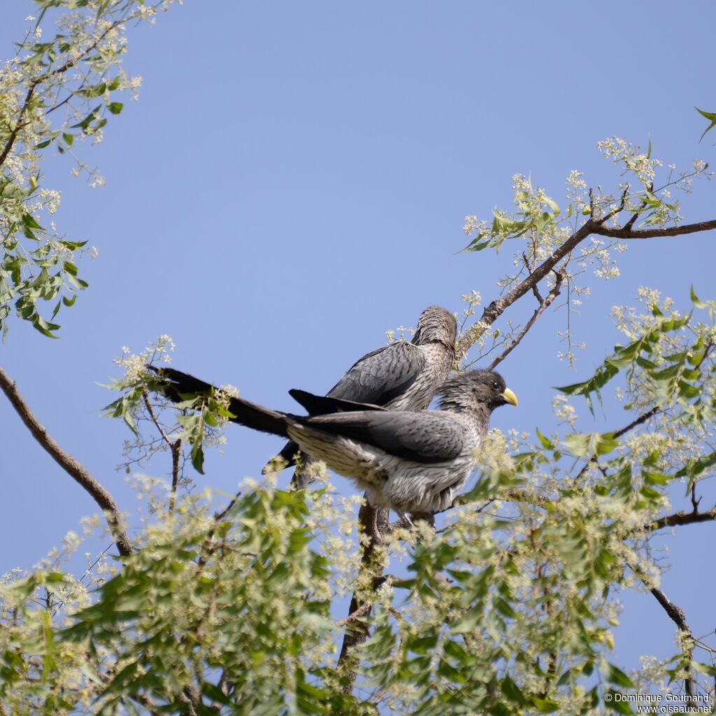 Western Plantain-eater