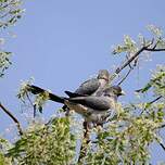 Touraco gris